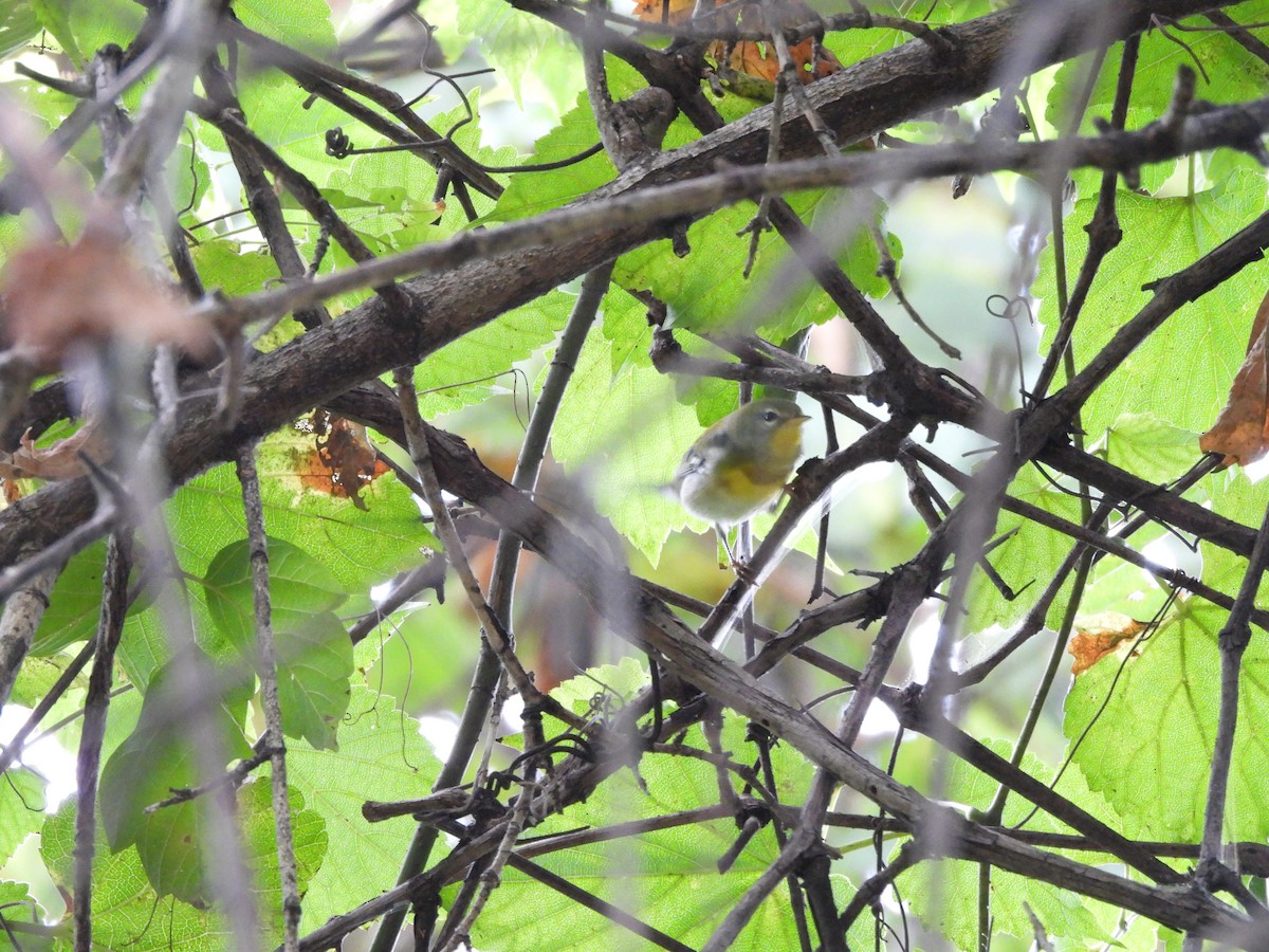 Northern Parula - ML641269041