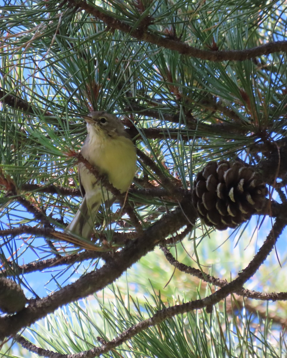 Pine Warbler - ML641269042