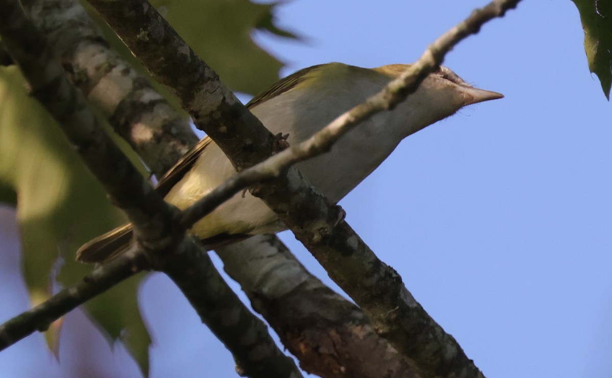 Red-eyed Vireo - ML641269046