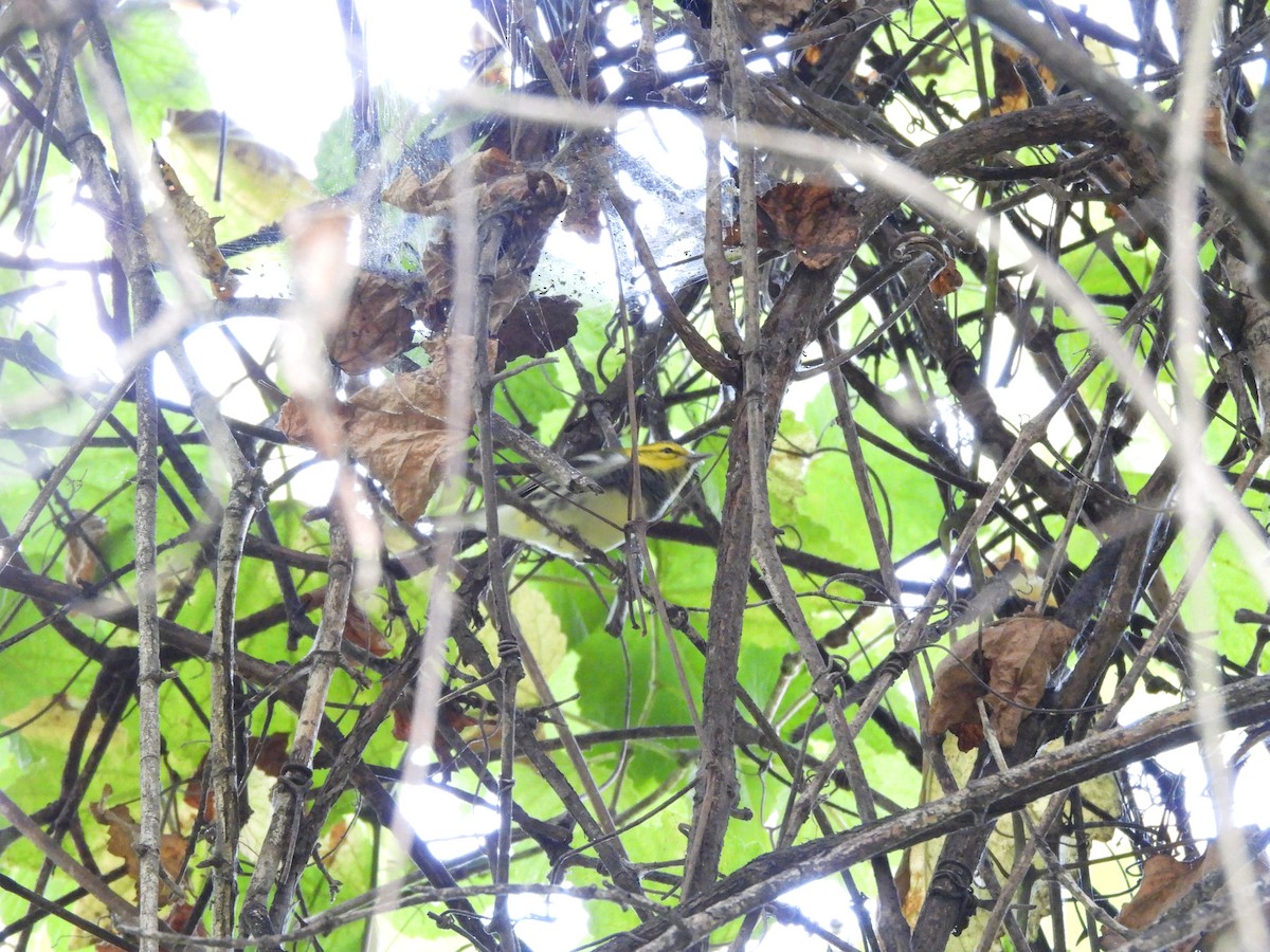 Black-throated Green Warbler - ML641269055