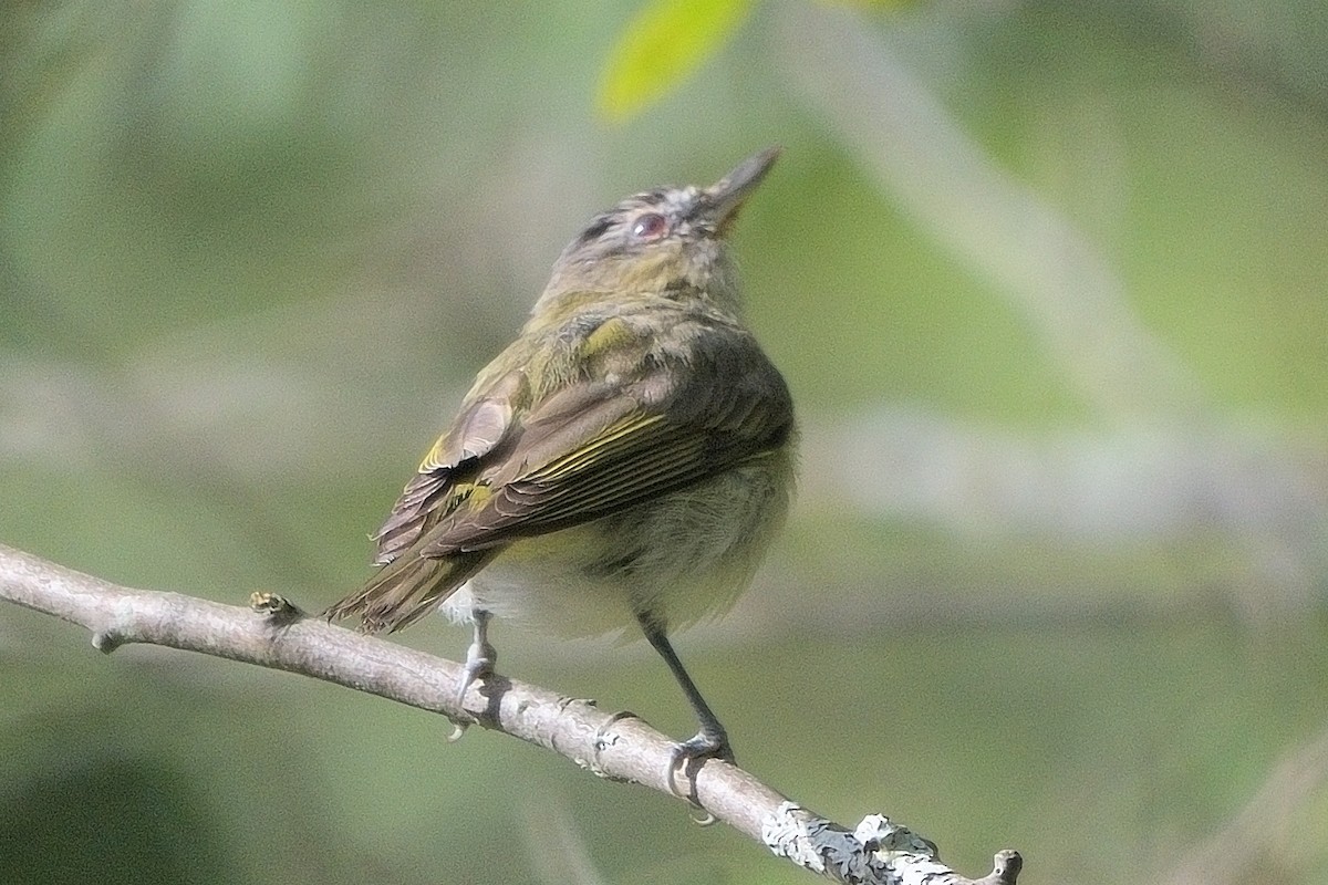 Red-eyed Vireo - ML641269061