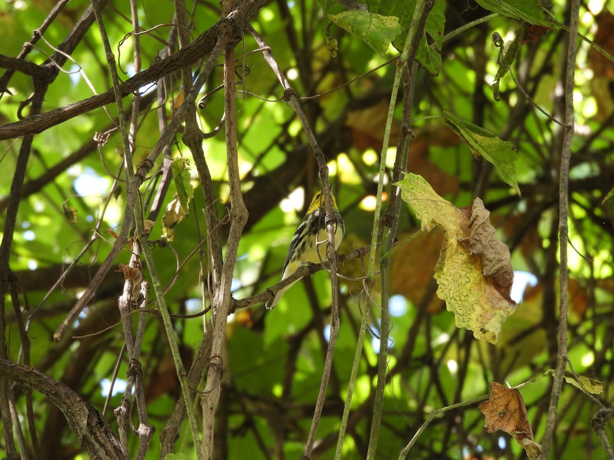 Black-throated Green Warbler - ML641269066