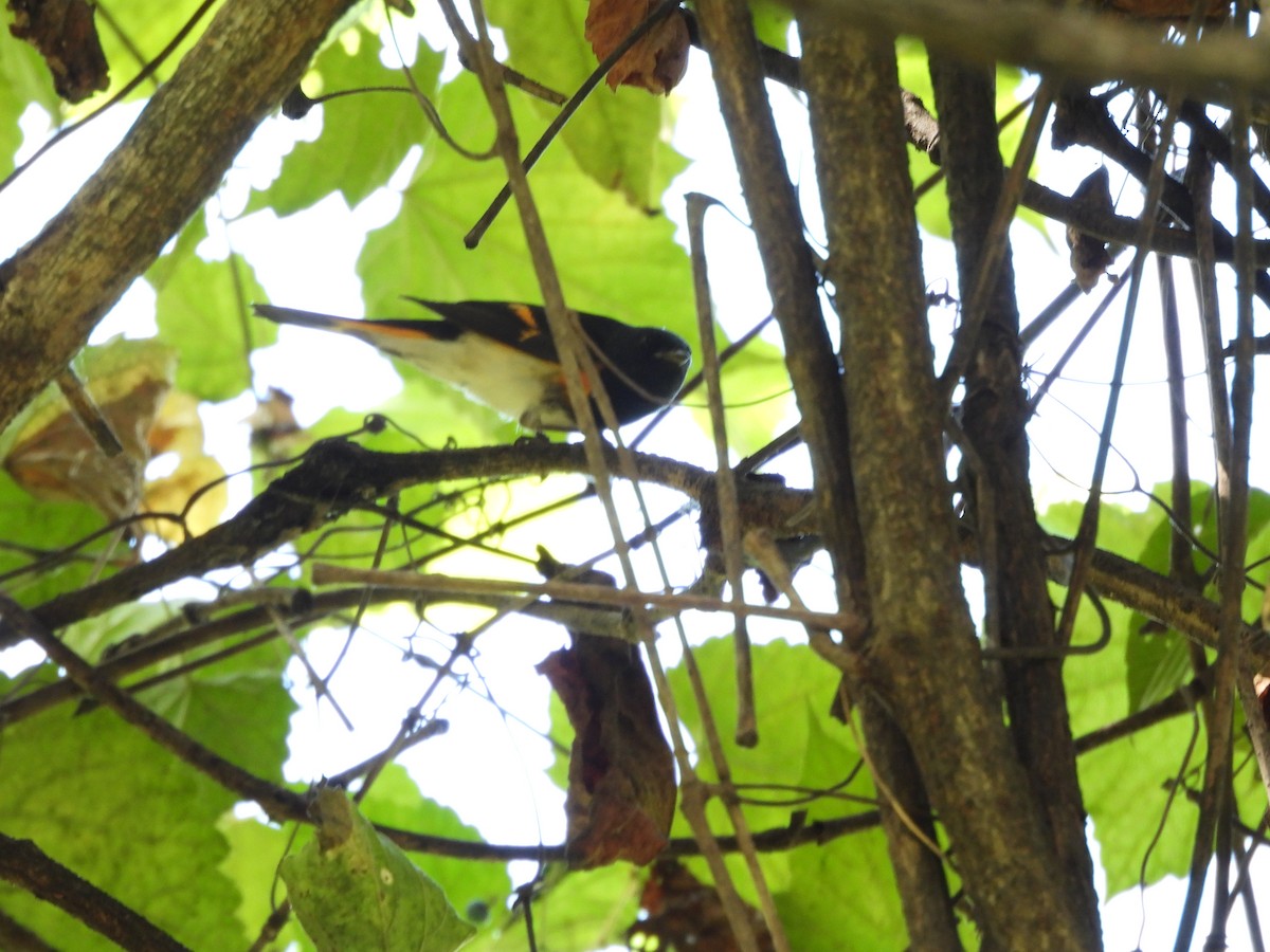 American Redstart - ML641269077