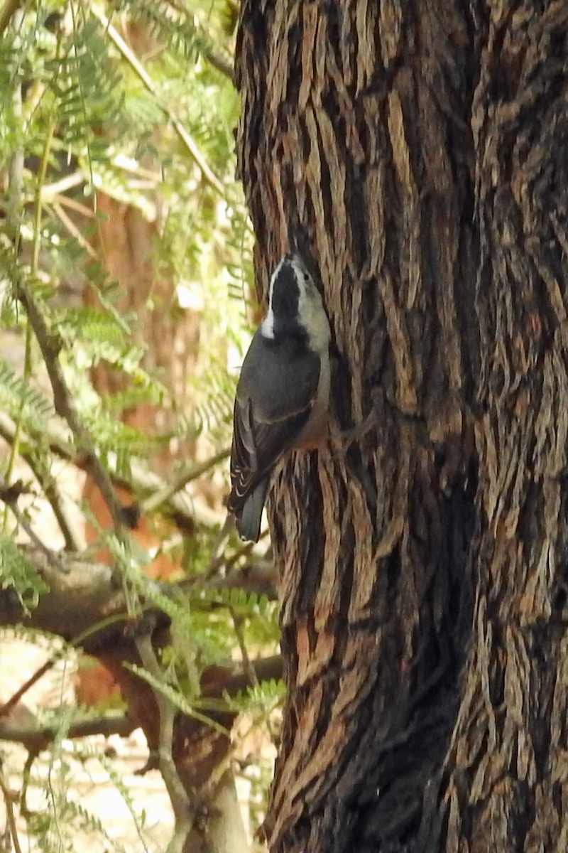 White-breasted Nuthatch - ML641269079