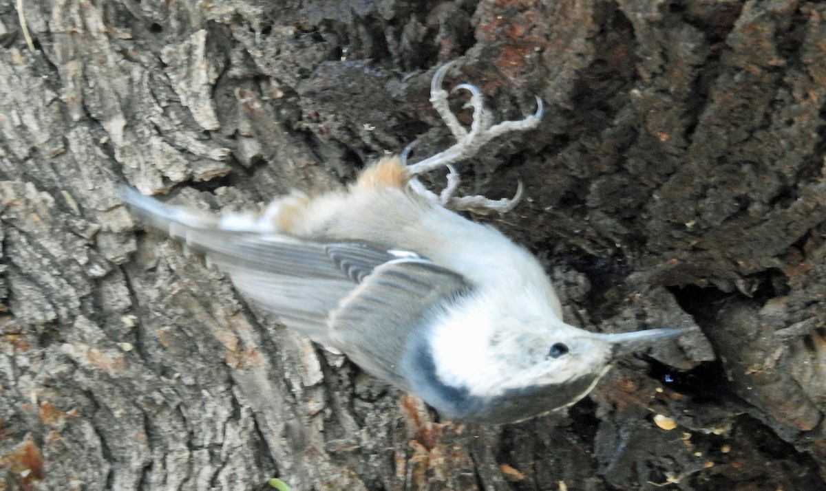 White-breasted Nuthatch - ML641269080