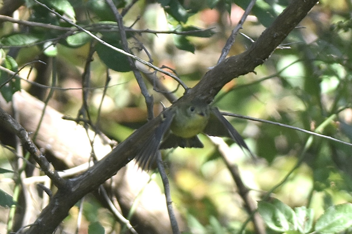 Yellow-bellied Flycatcher - ML641269101