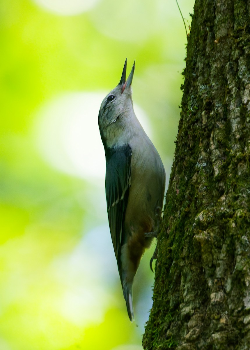 White-breasted Nuthatch - ML641269137