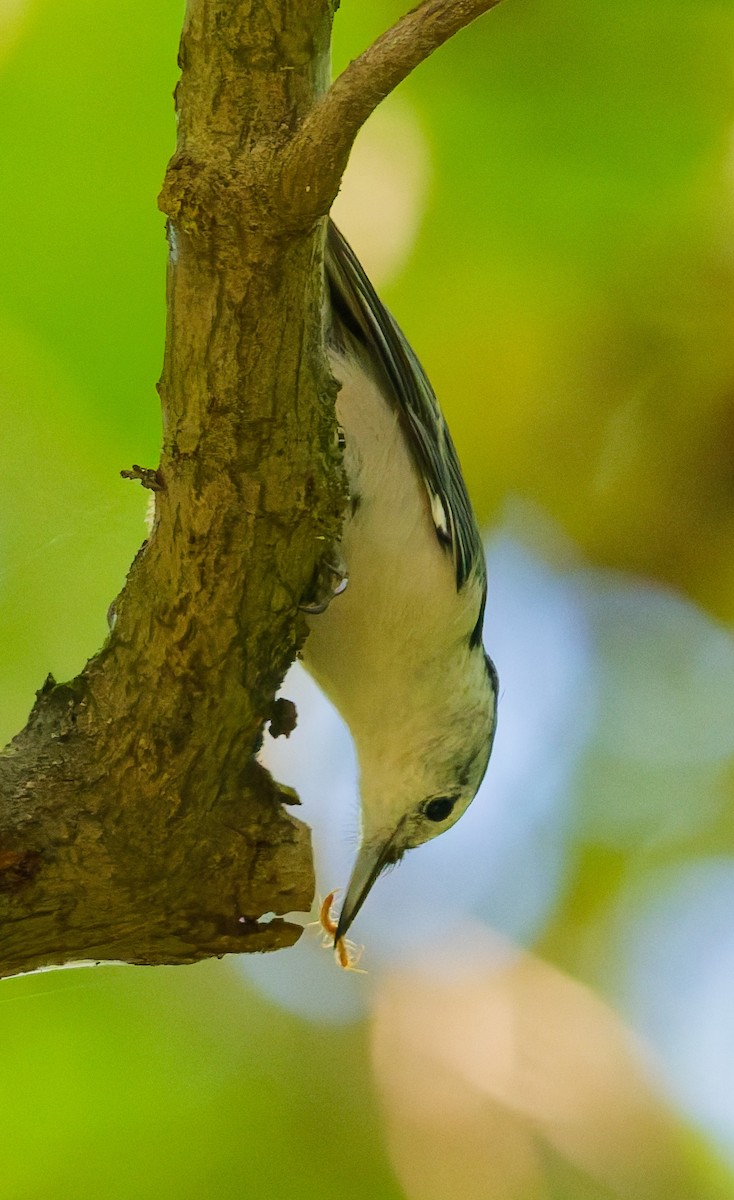 White-breasted Nuthatch - ML641269187