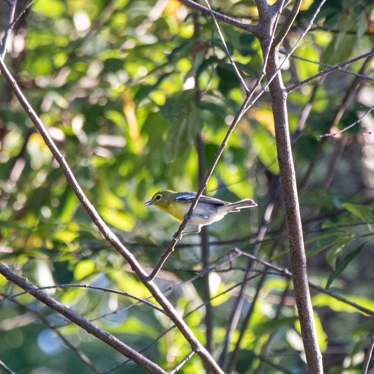 Yellow-throated Vireo - ML641269237