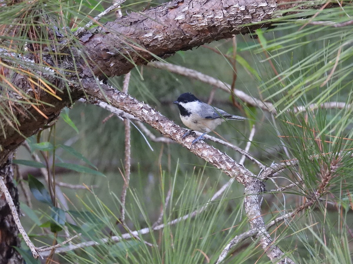 Carolina Chickadee - ML641269244