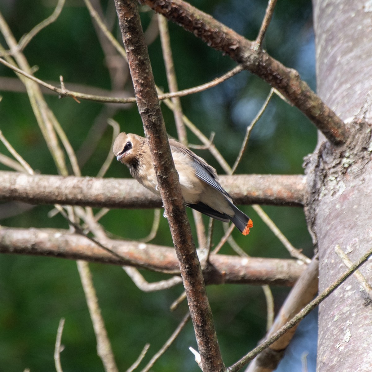 Cedar Waxwing - ML641269248