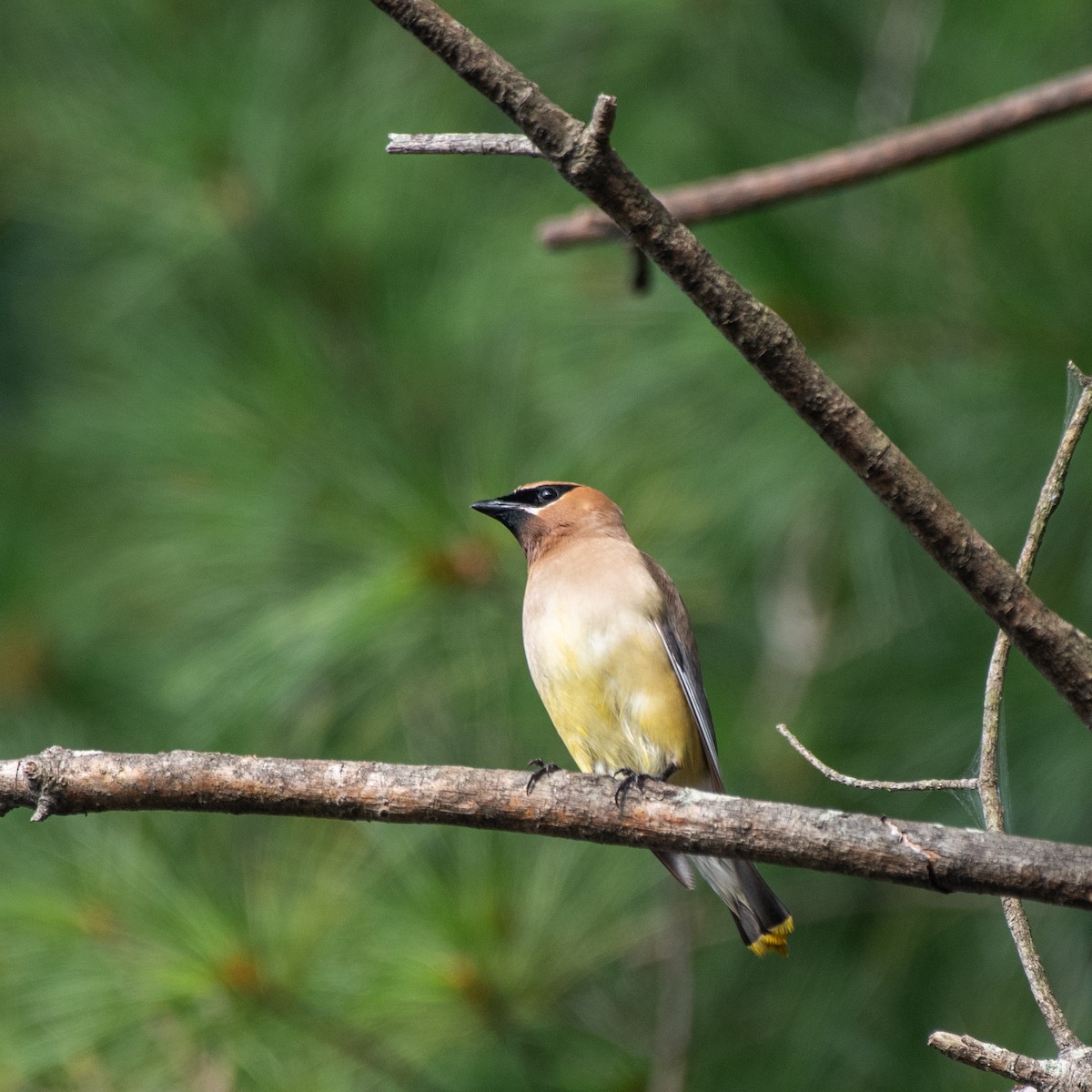 Cedar Waxwing - ML641269249