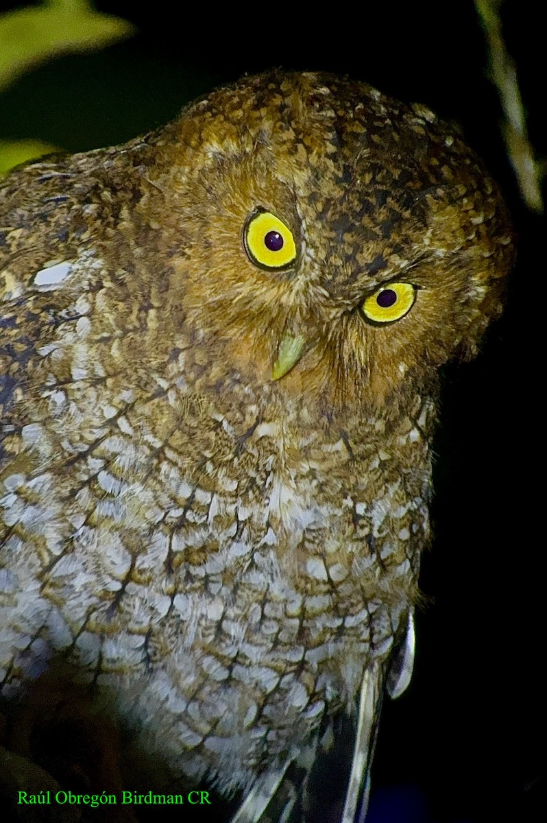 Bare-shanked Screech-Owl - ML641269268