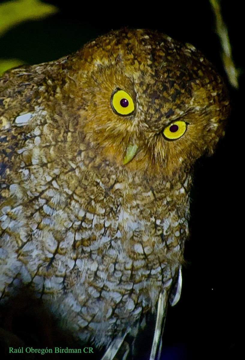 Bare-shanked Screech-Owl - ML641269269