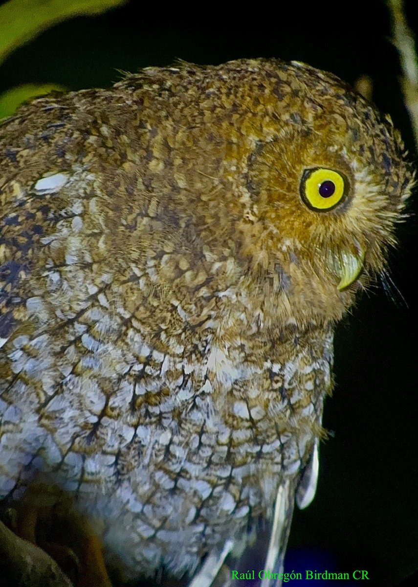 Bare-shanked Screech-Owl - ML641269270