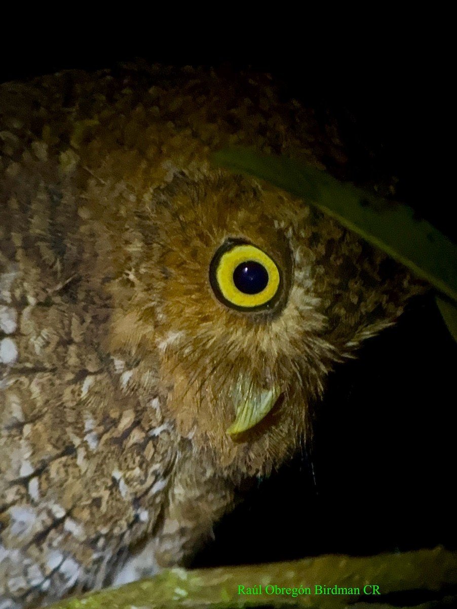 Bare-shanked Screech-Owl - ML641269271