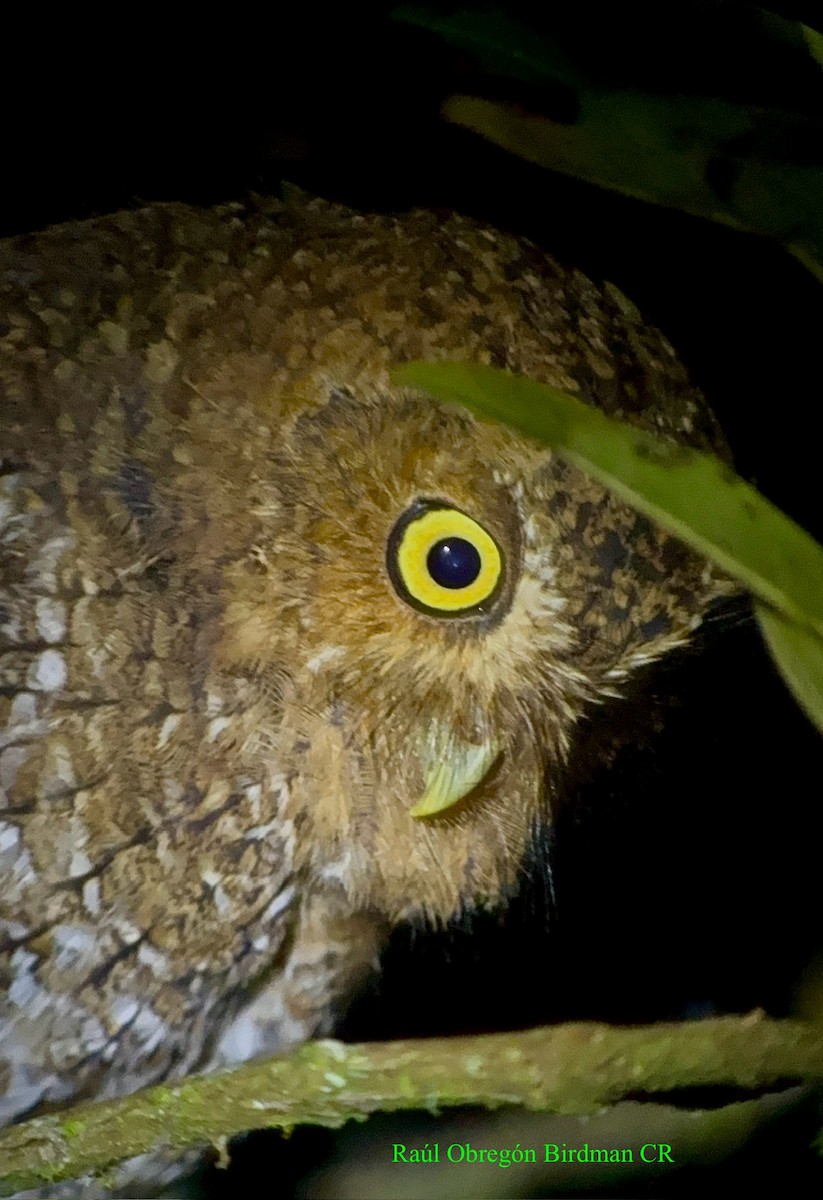 Bare-shanked Screech-Owl - ML641269272