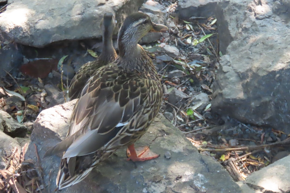 Mallard - ML641269273