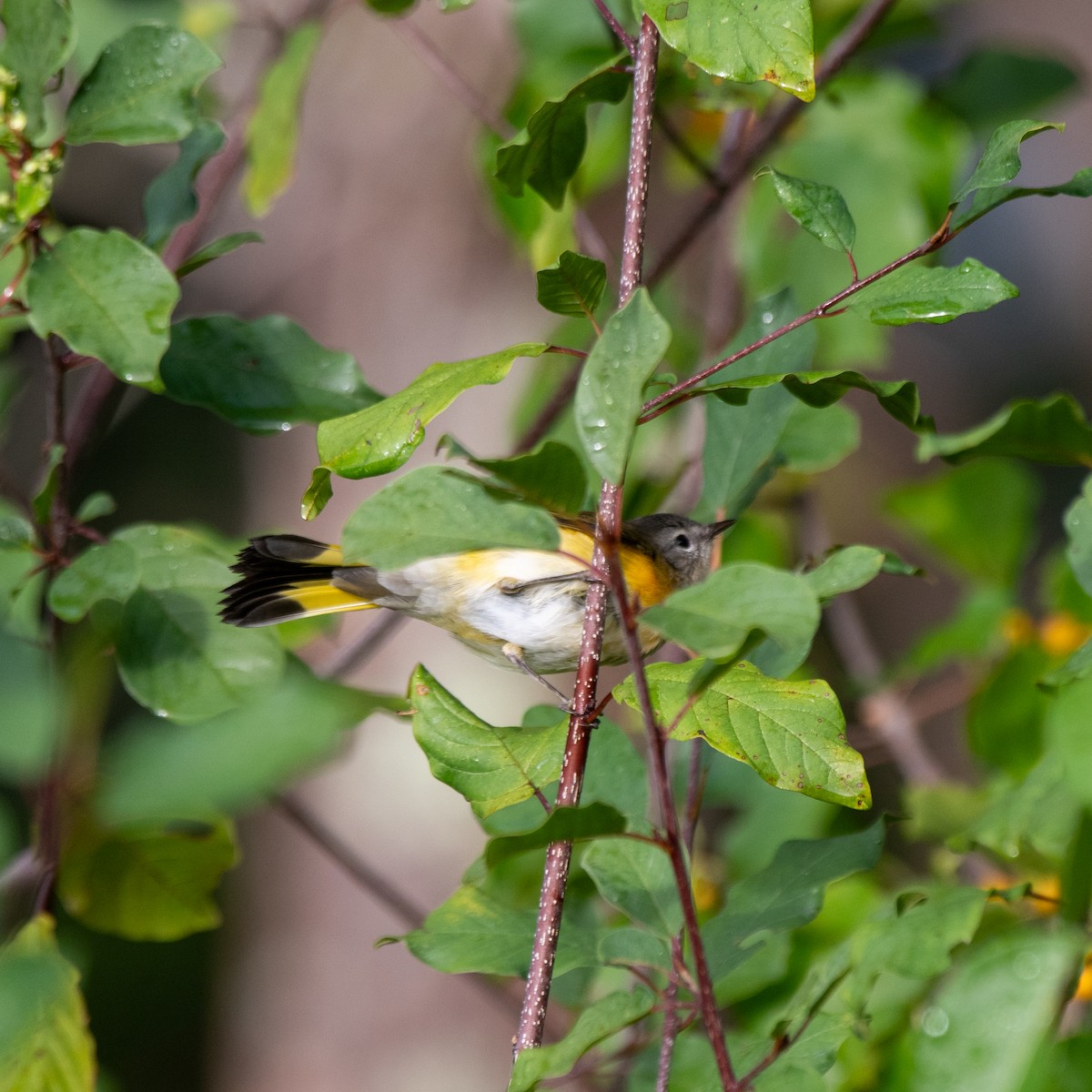 American Redstart - ML641269281