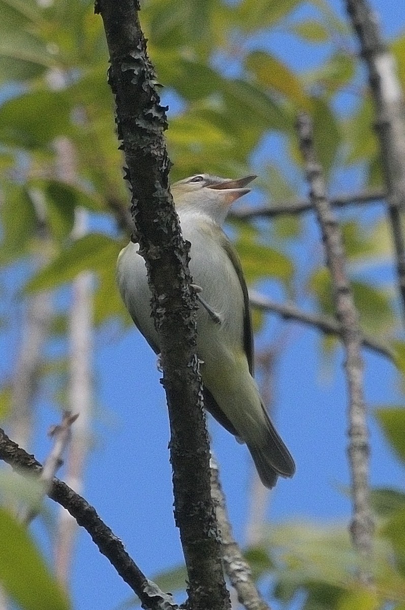 Red-eyed Vireo - ML641269286