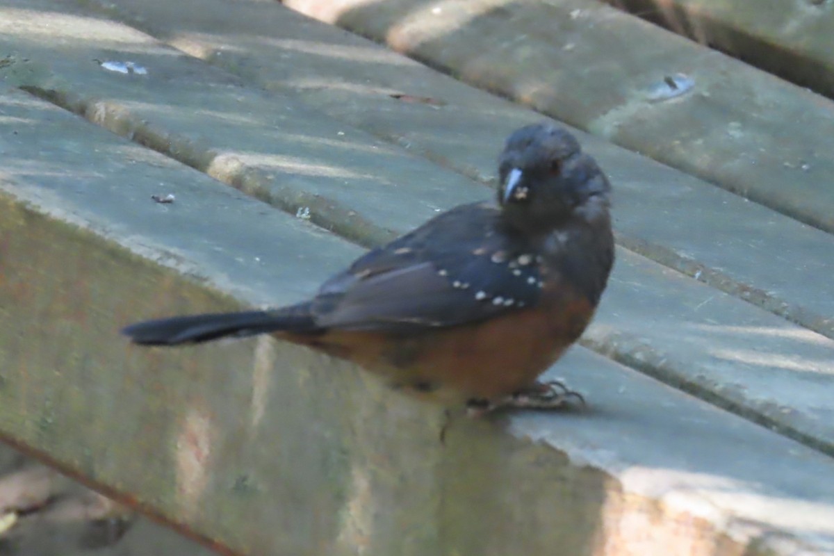 Spotted Towhee - ML641269303