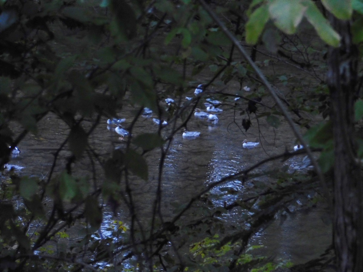 Common Merganser - ML641269304