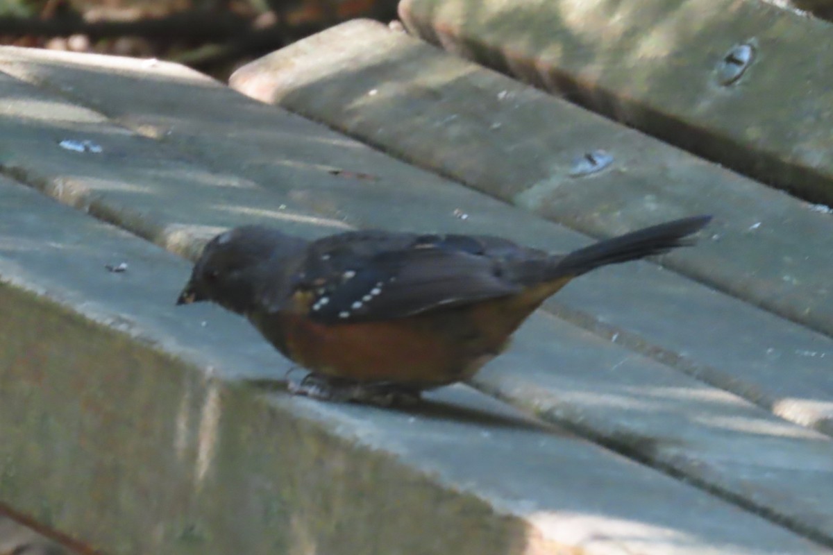 Spotted Towhee - ML641269305