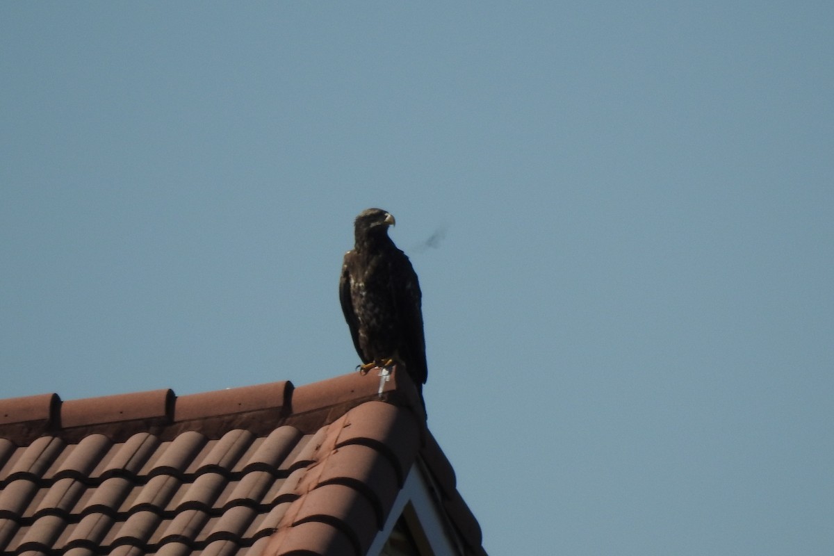 Bald Eagle - ML641269326