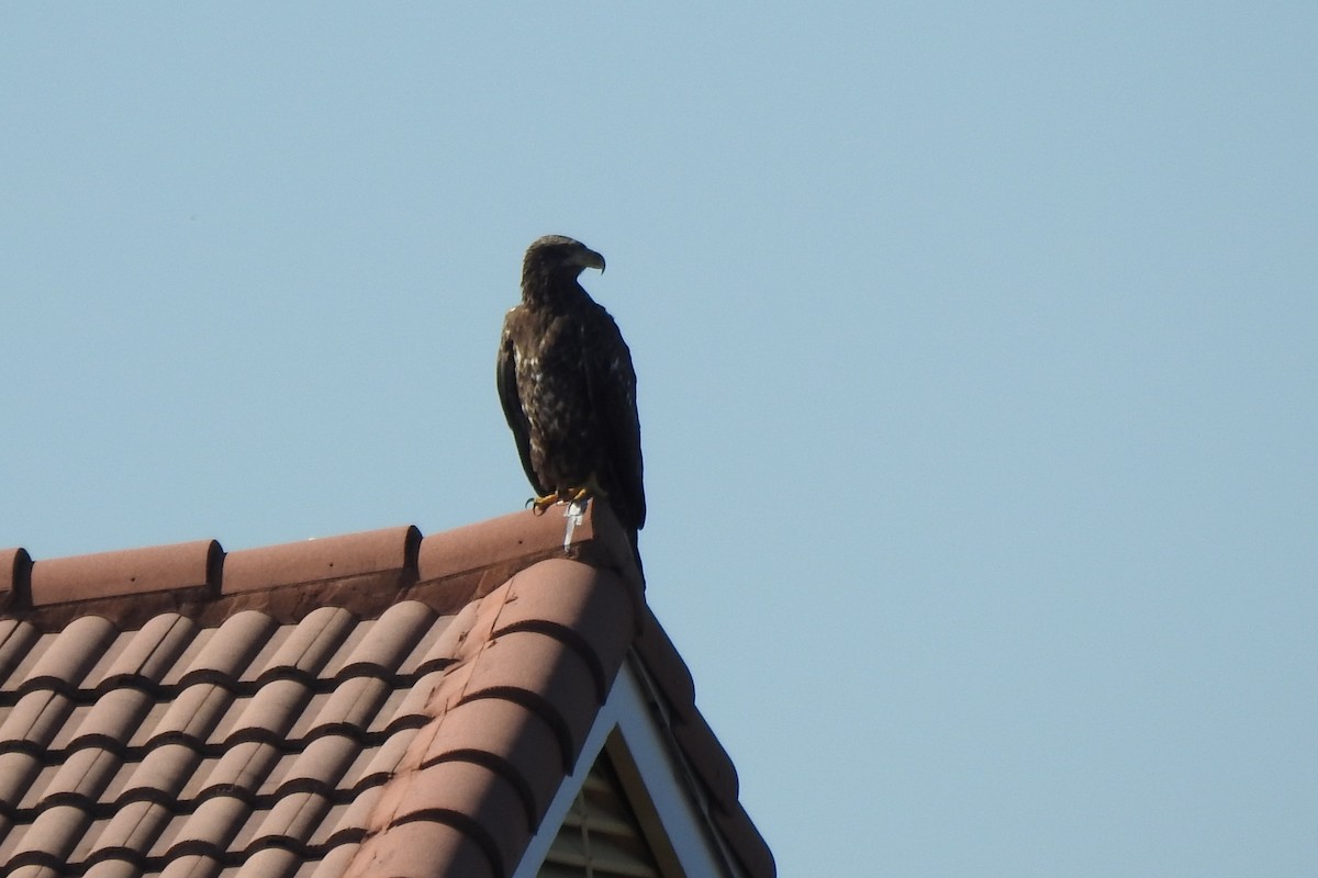 Bald Eagle - ML641269327