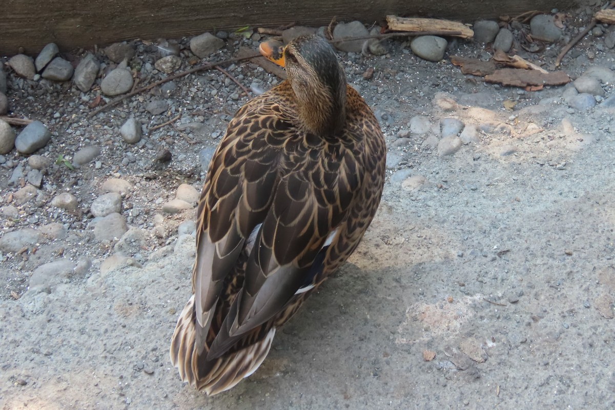 Mallard - ML641269337