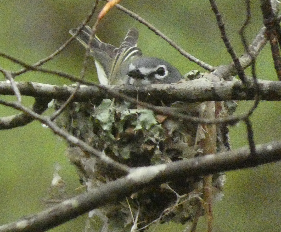 Blue-headed Vireo - ML641269345