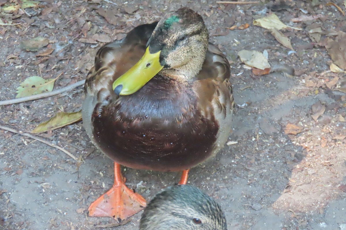 Mallard - ML641269354