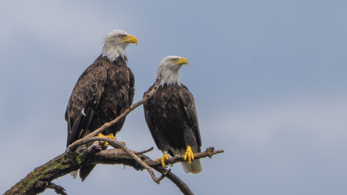 Bald Eagle - ML641269356