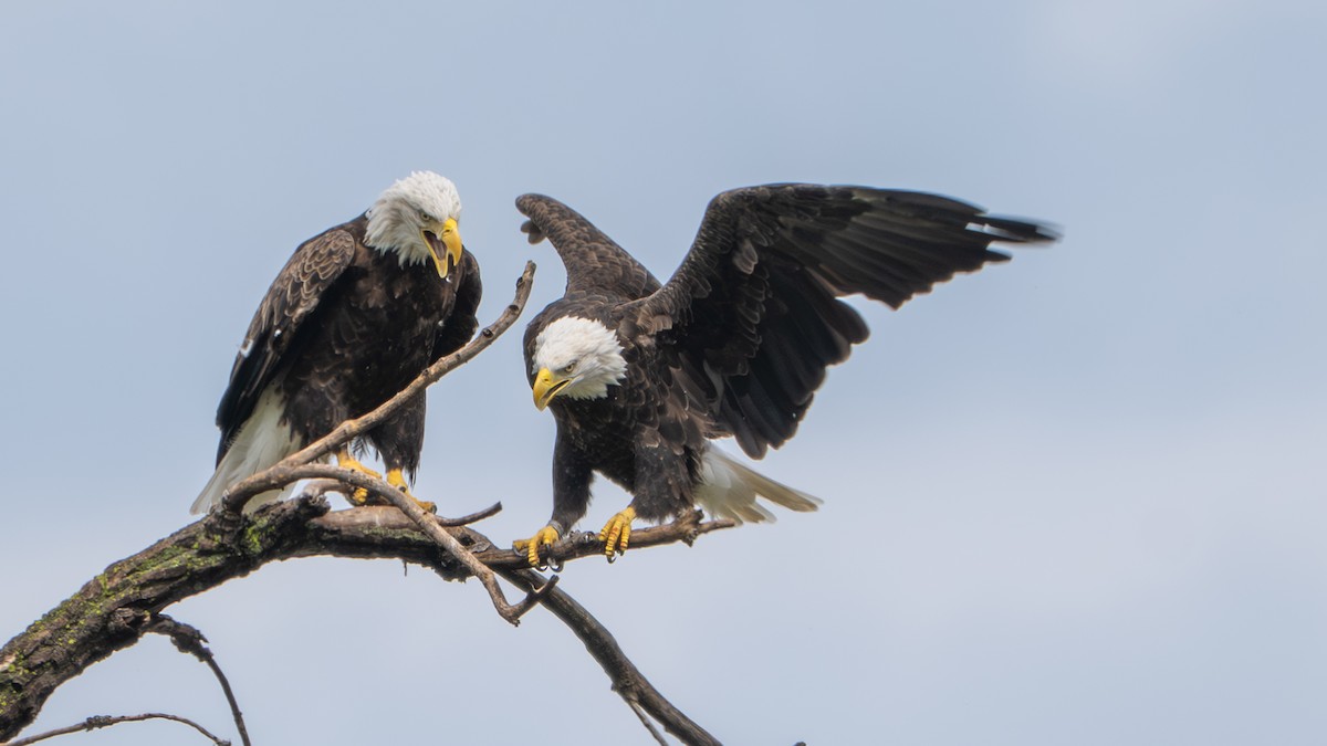 Bald Eagle - ML641269357