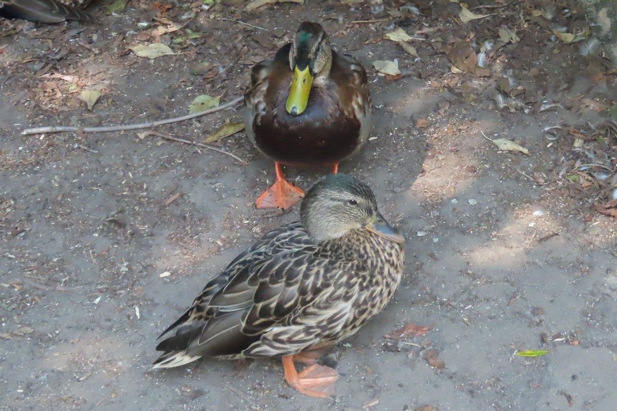 Mallard - ML641269358