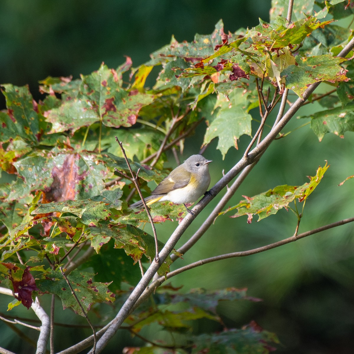 American Redstart - ML641269362
