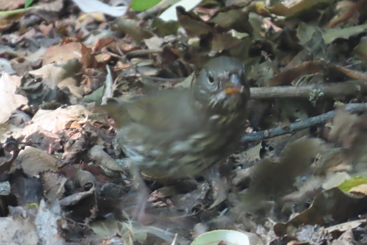 Song Sparrow - ML641269431