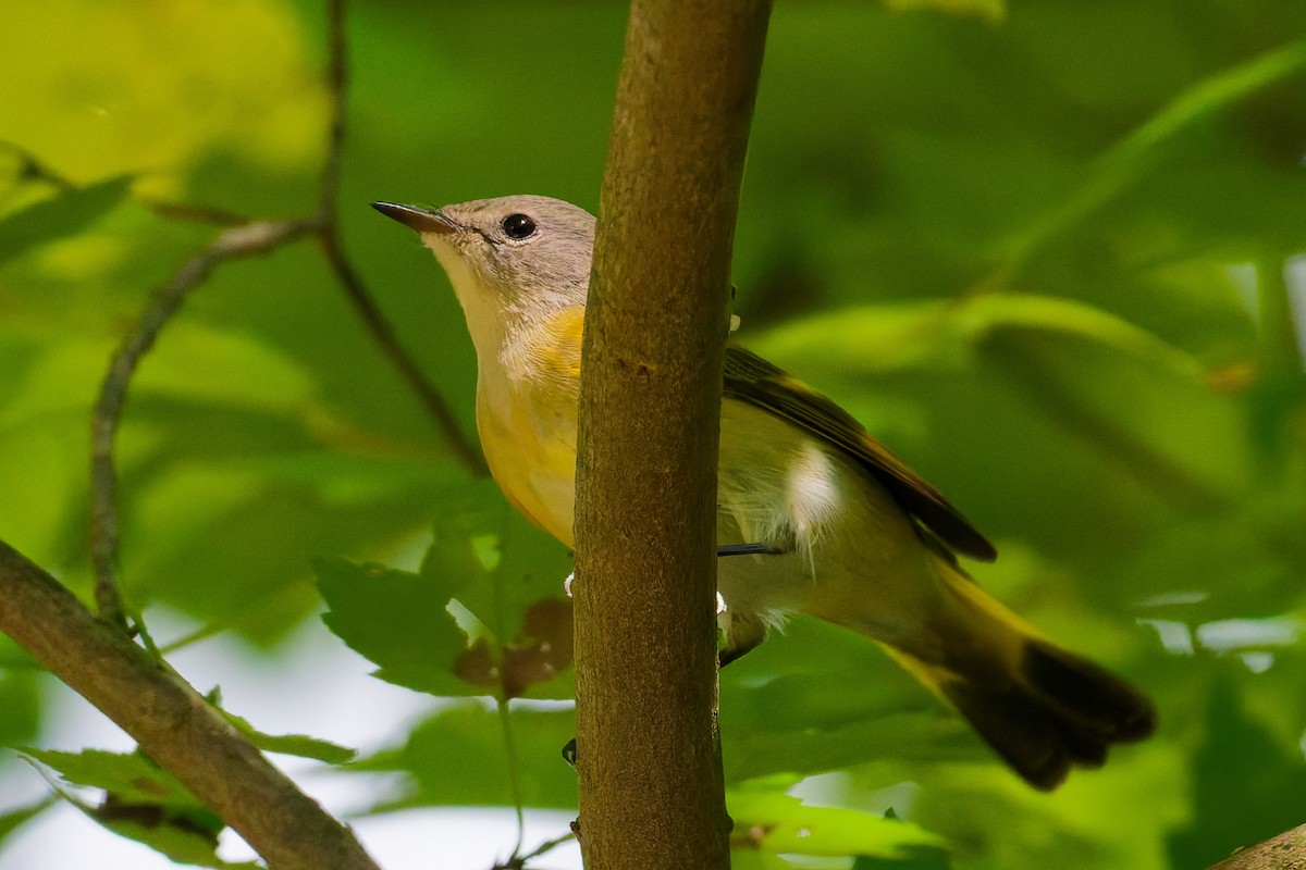 American Redstart - ML641269451