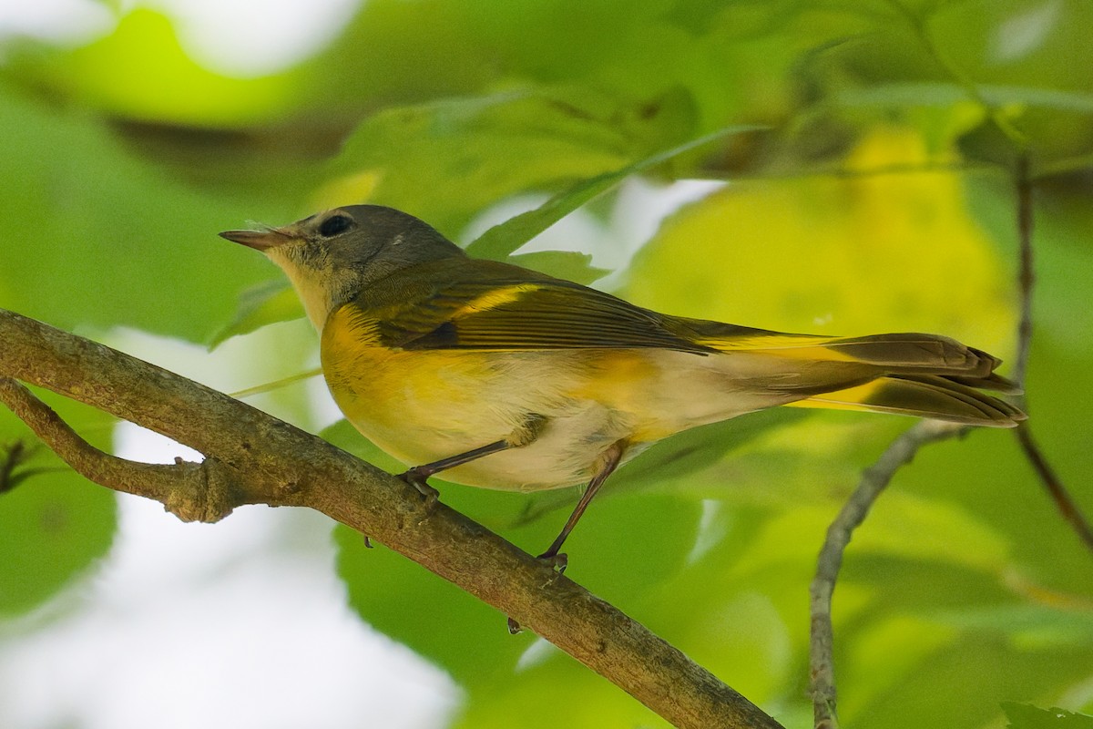 American Redstart - ML641269464