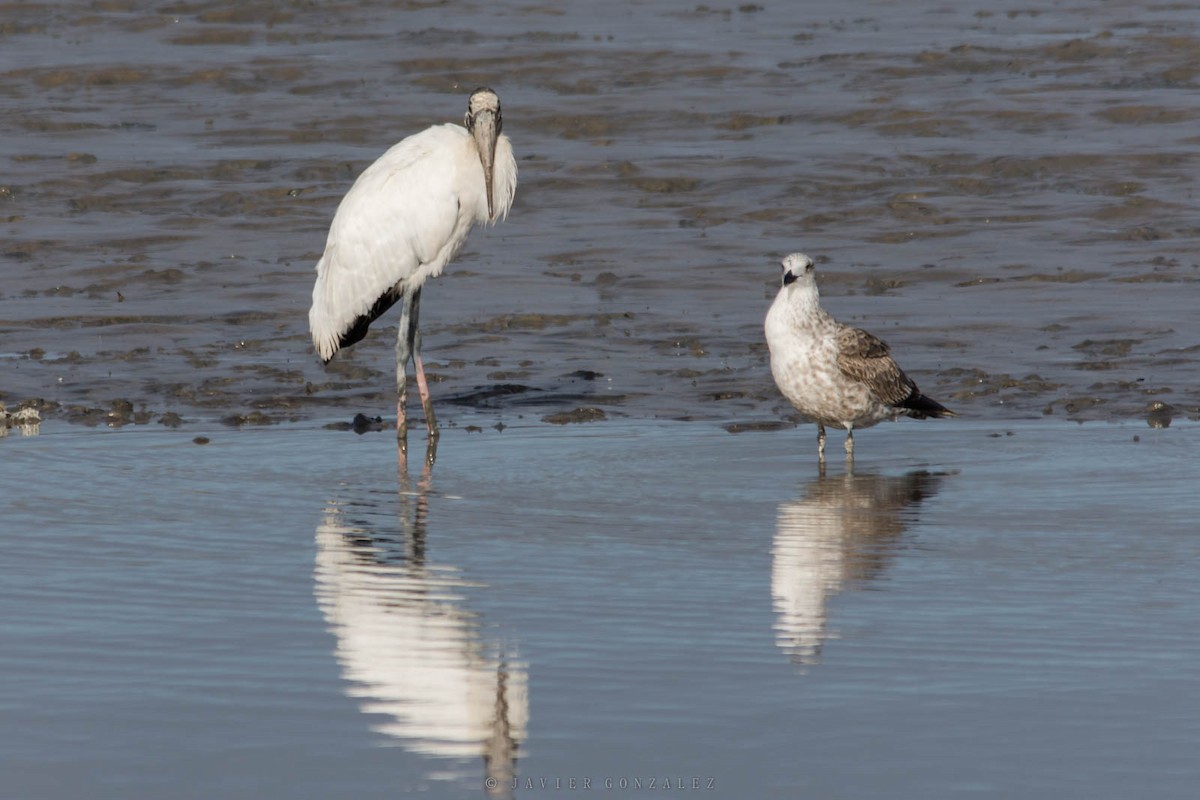 Wood Stork - ML641269470