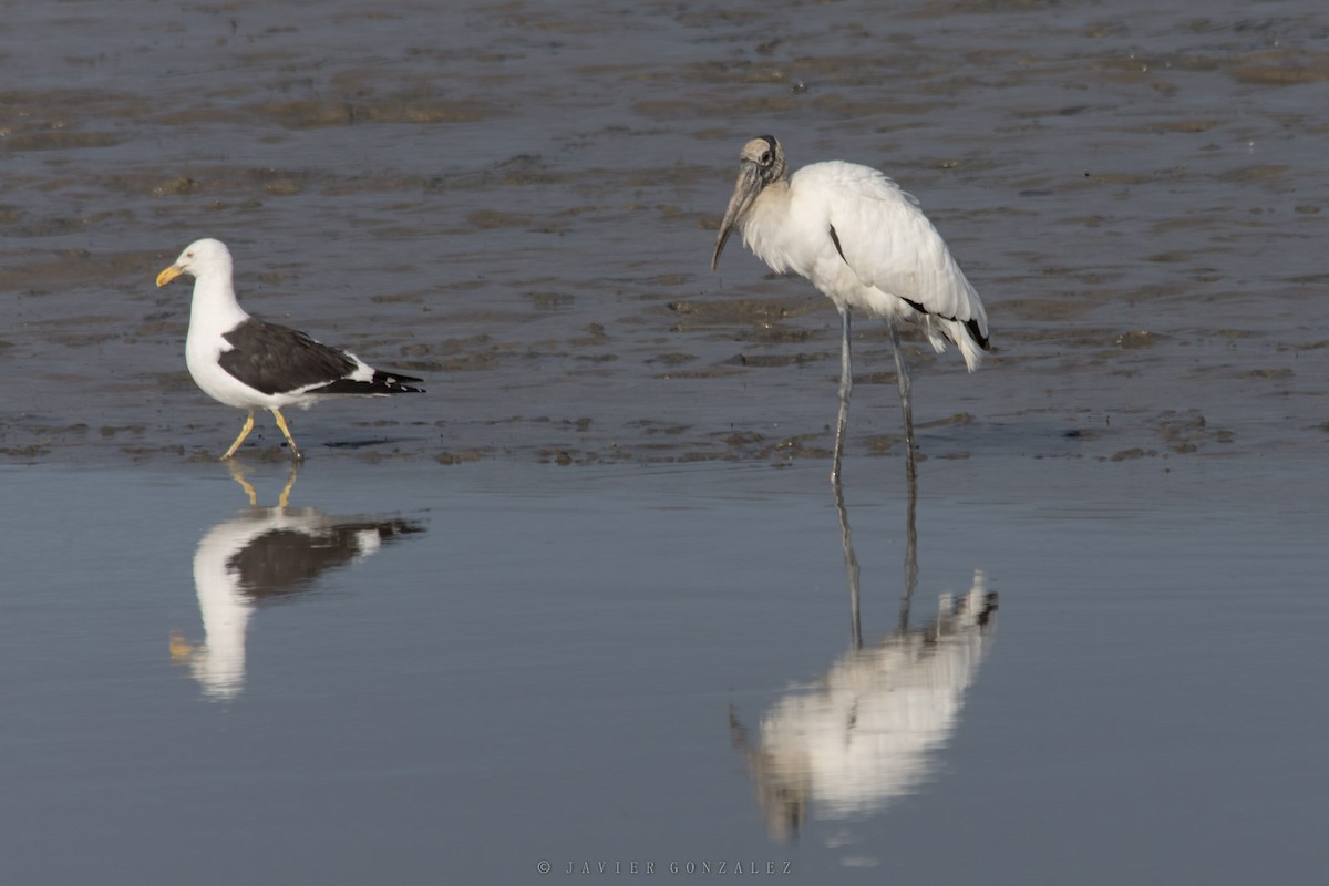 Wood Stork - ML641269471