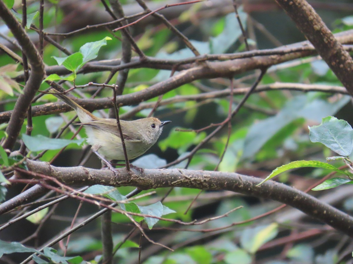 Brown Thornbill - ML641269510
