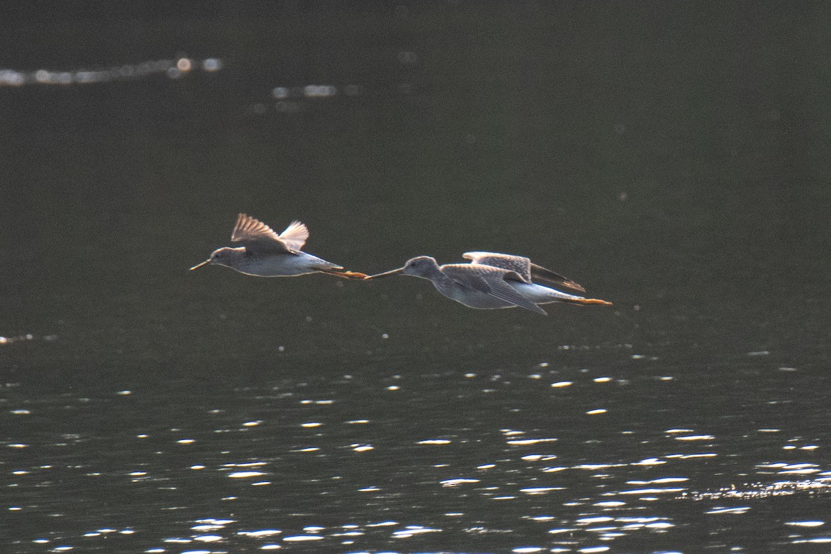 Lesser Yellowlegs - ML641269511