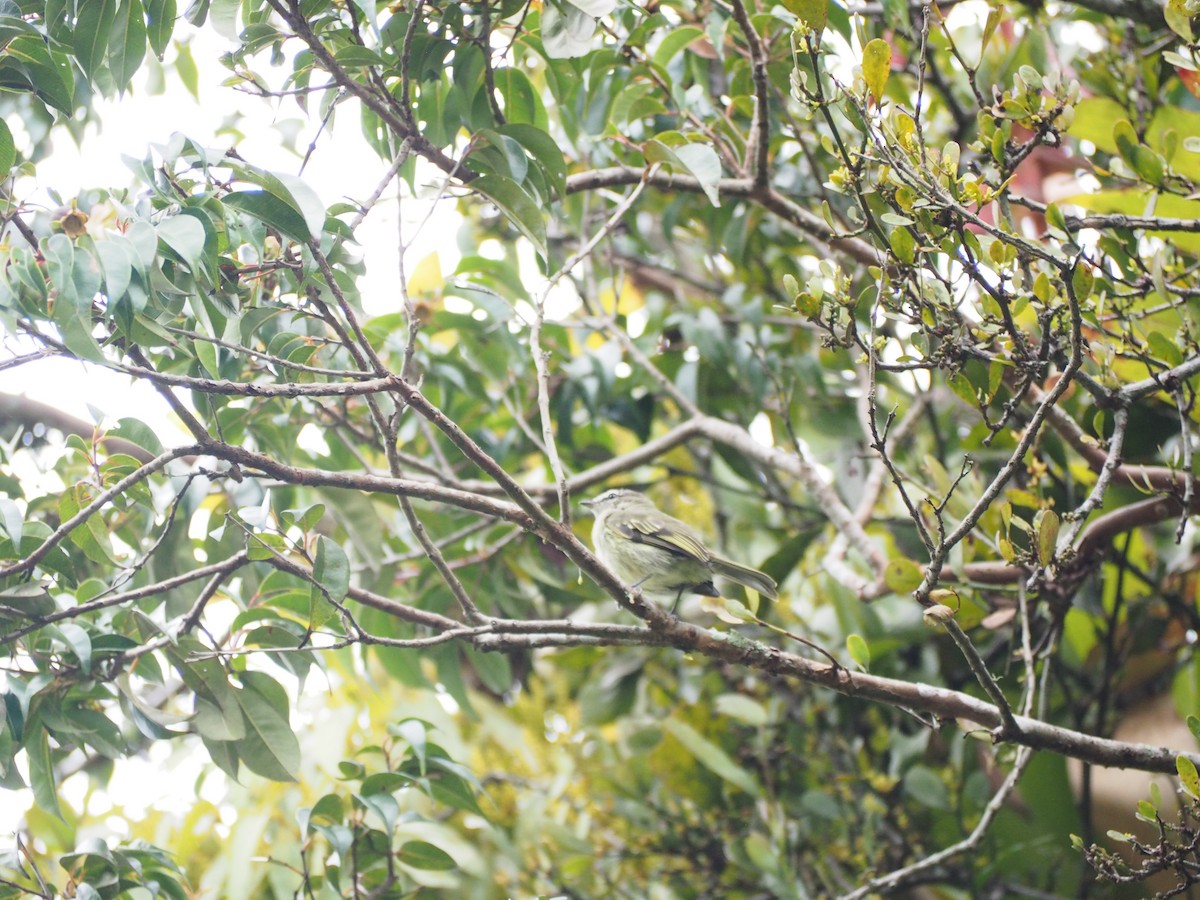 Spectacled Tyrannulet - ML641269537