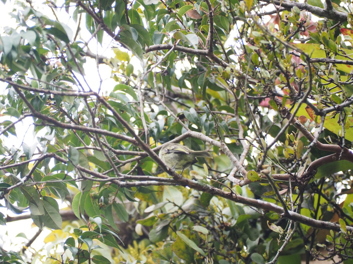Spectacled Tyrannulet - ML641269538