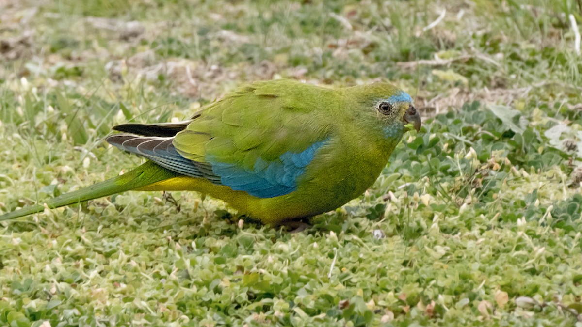 Turquoise Parrot - ML641269541