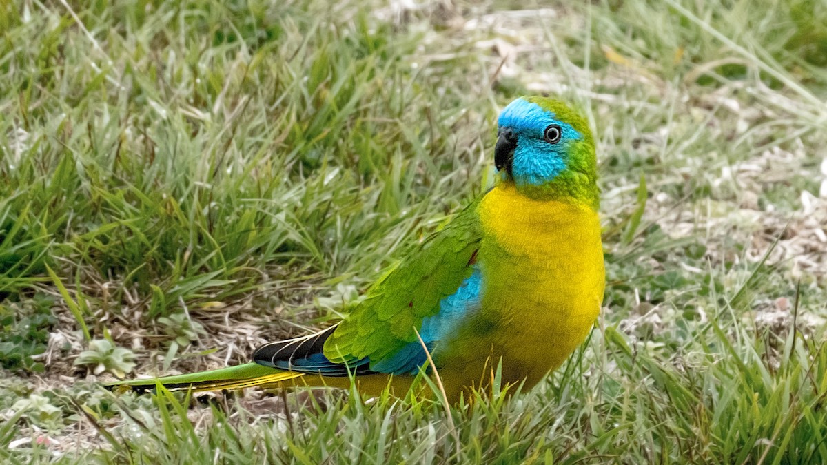 Turquoise Parrot - ML641269542
