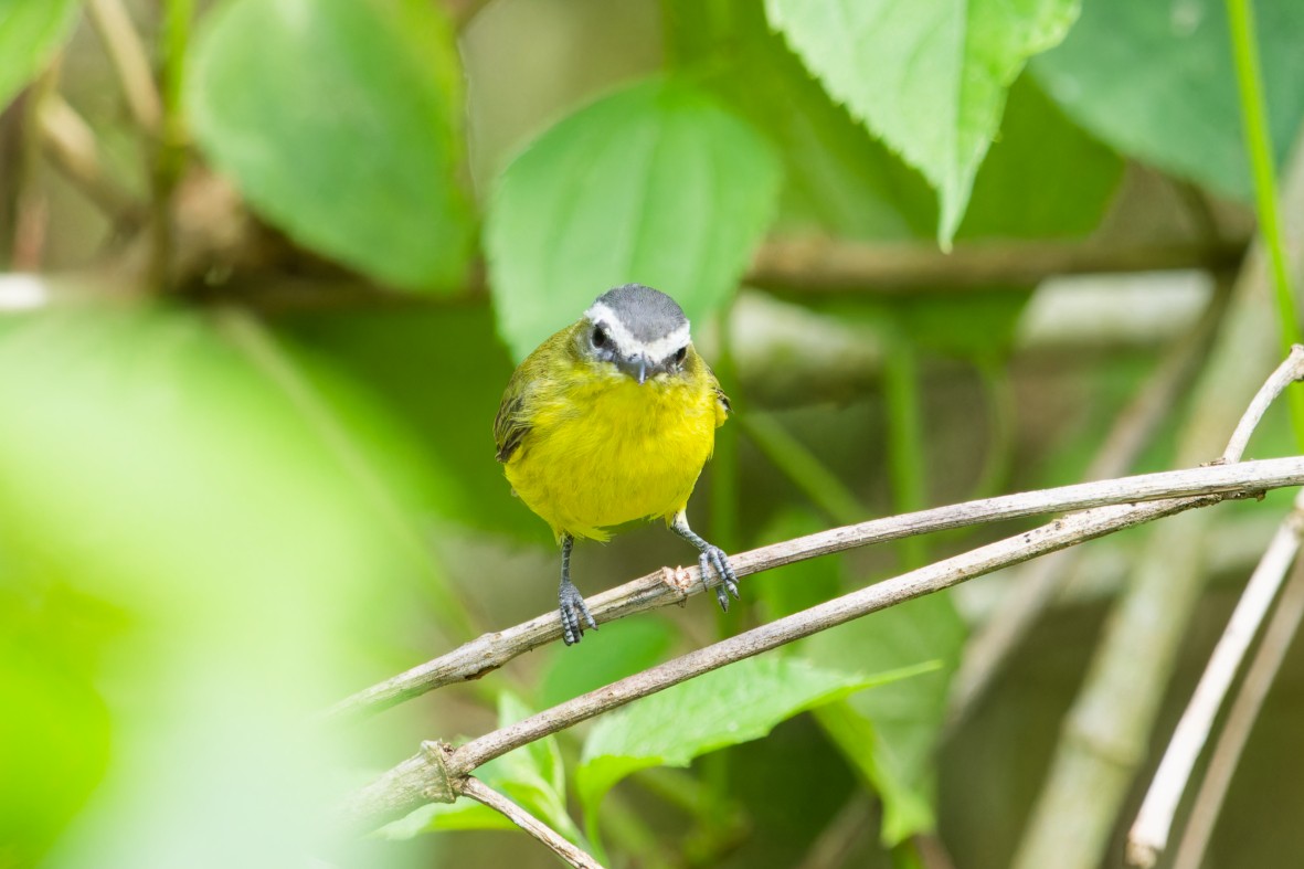 Yellow-bellied Tyrannulet - ML641269554