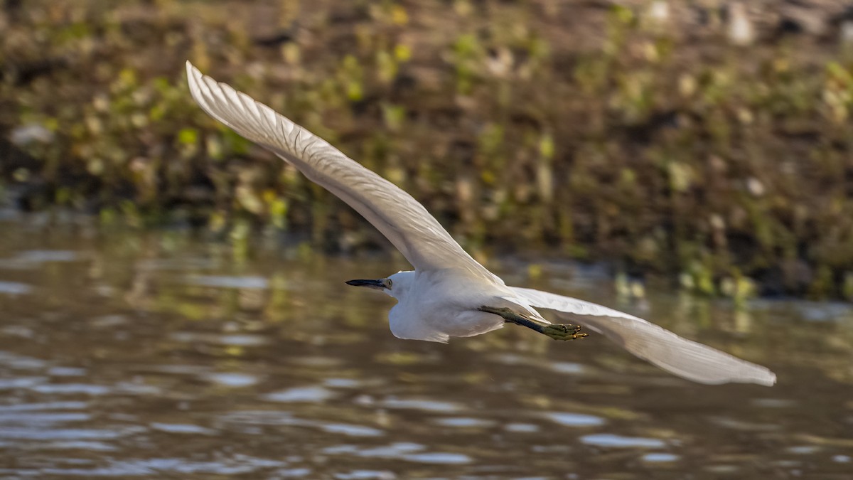 Snowy Egret - ML641269561