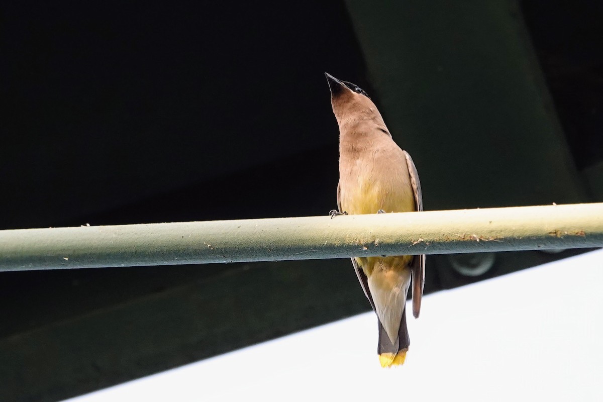 Cedar Waxwing - ML641269582
